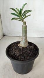 ENXERTO 11741 – 20cm (cor LM 725) - Imagem 3