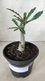 ENXERTO 11742 – 20cm (cor LM 992) - Imagem 2