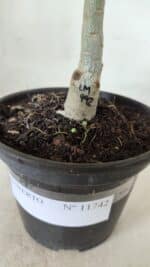 ENXERTO 11742 – 20cm (cor LM 992) - Imagem 4