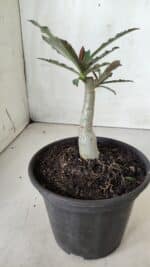 ENXERTO 11742 – 20cm (cor LM 992) - Imagem 3