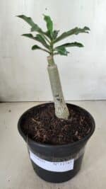 ENXERTO 11743 – 20cm (cor LM 991) - Imagem 2