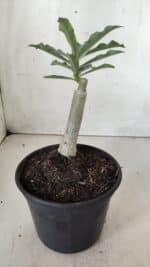 ENXERTO 11743 – 20cm (cor LM 991) - Imagem 3