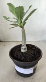 ENXERTO 11744 – 20cm (cor LM 988) - Imagem 2