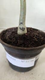 ENXERTO 11744 – 20cm (cor LM 988) - Imagem 4