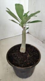 ENXERTO 11744 – 20cm (cor LM 988) - Imagem 3