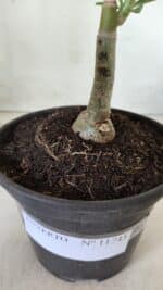 ENXERTO 11745 – 20cm (cor LM 990) - Imagem 4