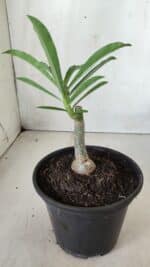 ENXERTO 11745 – 20cm (cor LM 990) - Imagem 3