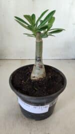 ENXERTO 11746 – 20cm (cor LM 969) - Imagem 2