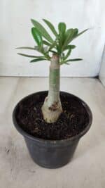 ENXERTO 11746 – 20cm (cor LM 969) - Imagem 3