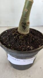 ENXERTO 11747 – 20cm (cor LM 992) - Imagem 4