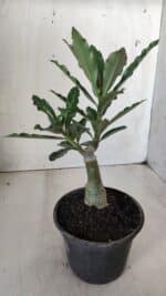 ENXERTO 11747 – 20cm (cor LM 992) - Imagem 3