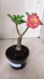 ENXERTO 11748 – 20cm (cor LM 582) - Imagem 2