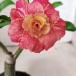 ENXERTO 11748 – 20cm (cor LM 582)