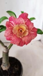 ENXERTO 11748 – 20cm (cor LM 582)