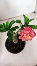 ENXERTO 11748 – 20cm (cor LM 582) - Imagem 4