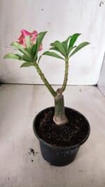 ENXERTO 11748 – 20cm (cor LM 582) - Imagem 5