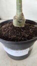 ENXERTO 11750 – 20cm (cor LM 966) - Imagem 4