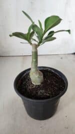 ENXERTO 11750 – 20cm (cor LM 966) - Imagem 3