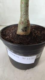 ENXERTO 11751 – 25cm (cor LM 913) - Imagem 4