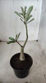 ENXERTO 11751 – 25cm (cor LM 913) - Imagem 3