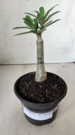 ENXERTO 11752 – 20cm (cor LM 315) - Imagem 2