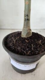 ENXERTO 11752 – 20cm (cor LM 315) - Imagem 4