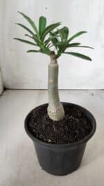 ENXERTO 11752 – 20cm (cor LM 315) - Imagem 3