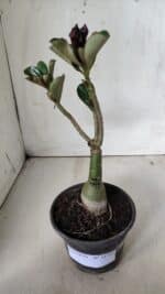 ENXERTO 11753 – 20cm (cor LM 449) - Imagem 2