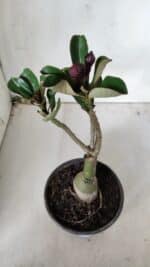 ENXERTO 11753 – 20cm (cor LM 449) - Imagem 5