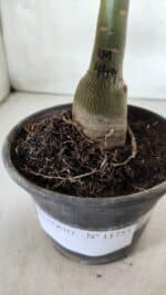 ENXERTO 11753 – 20cm (cor LM 449) - Imagem 4