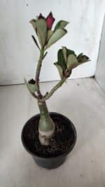 ENXERTO 11753 – 20cm (cor LM 449) - Imagem 3