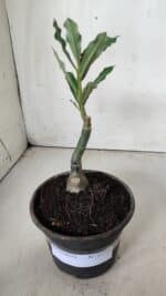 ENXERTO 11754 – 20cm (cor LM 985) - Imagem 2