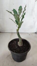 ENXERTO 11754 – 20cm (cor LM 985) - Imagem 3