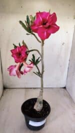 ENXERTO 11755 – 30cm (cor LM 925) - Imagem 2