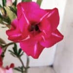 ENXERTO 11755 – 30cm (cor LM 925)