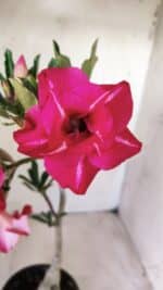 ENXERTO 11755 – 30cm (cor LM 925)