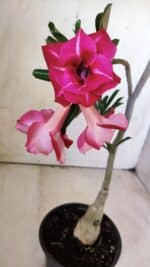 ENXERTO 11755 – 30cm (cor LM 925) - Imagem 5