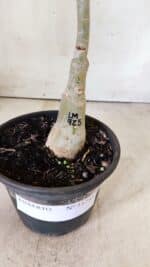 ENXERTO 11755 – 30cm (cor LM 925) - Imagem 8