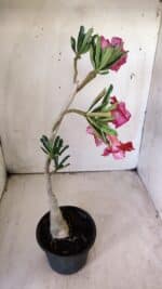 ENXERTO 11755 – 30cm (cor LM 925) - Imagem 7