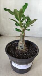 ENXERTO 11756 – 20cm (cor LM 997) - Imagem 2