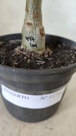 ENXERTO 11756 – 20cm (cor LM 997) - Imagem 4