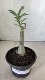 ENXERTO 11758 – 20cm (cor LM 991) - Imagem 2