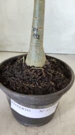 ENXERTO 11758 – 20cm (cor LM 991) - Imagem 4