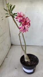 ENXERTO 11759 – 25cm (cor LM 503) - Imagem 2