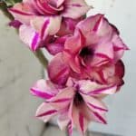 ENXERTO 11759 – 25cm (cor LM 503)