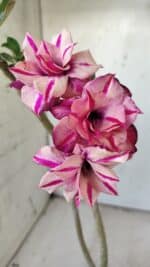 ENXERTO 11759 – 25cm (cor LM 503)