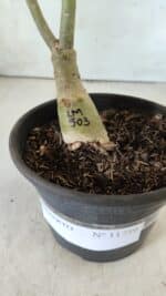 ENXERTO 11759 – 25cm (cor LM 503) - Imagem 6