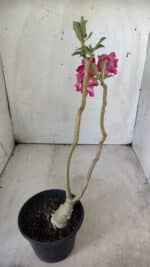 ENXERTO 11759 – 25cm (cor LM 503) - Imagem 5