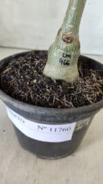 ENXERTO 11760 – 20cm (cor LM 966) - Imagem 4