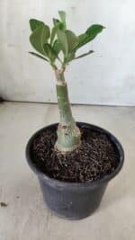 ENXERTO 11760 – 20cm (cor LM 966) - Imagem 3